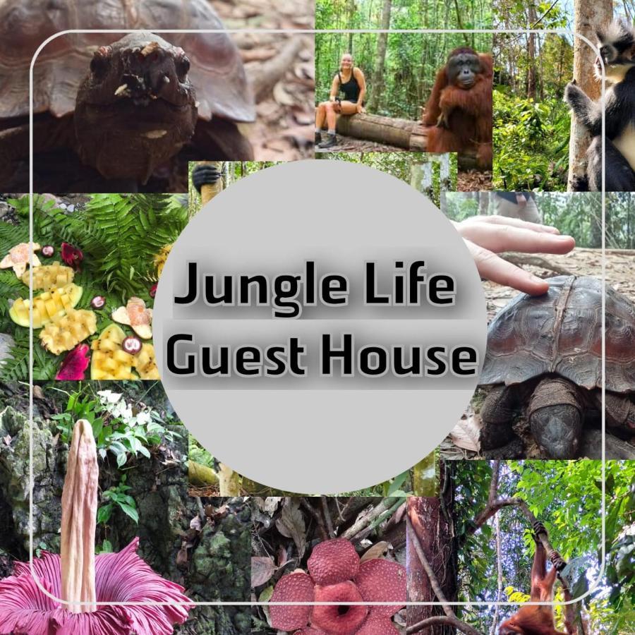 Jungle Life Guest House - Trekking & Transport Only Book With Us Bukit Lawang Exterior photo