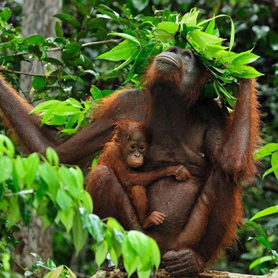 Jungle Life Guest House - Trekking & Transport Only Book With Us Bukit Lawang Exterior photo