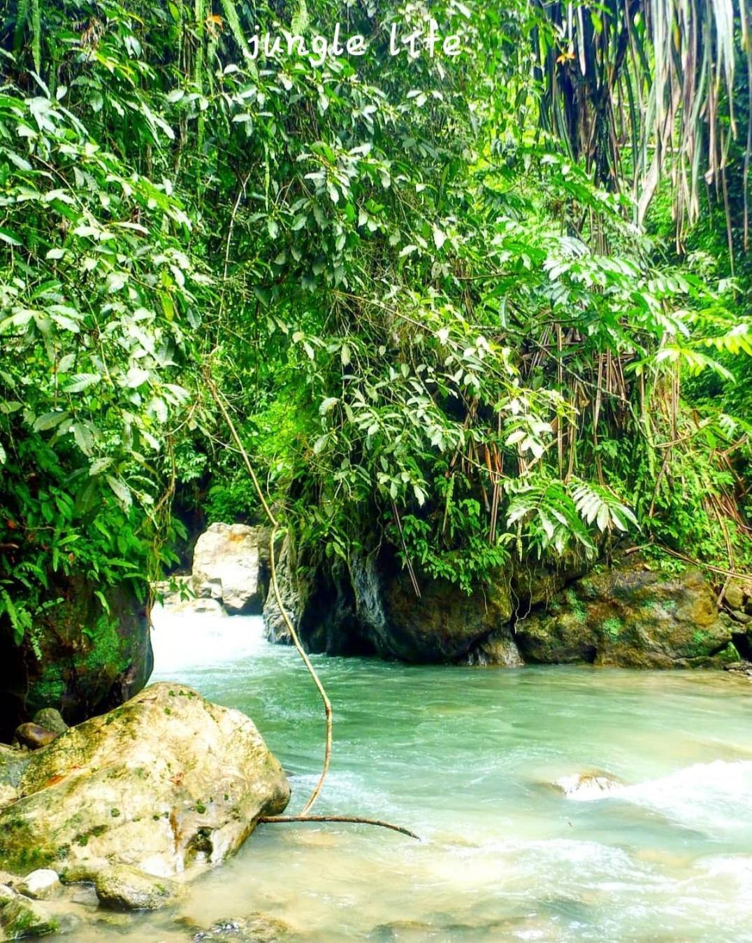 Jungle Life Guest House - Trekking & Transport Only Book With Us Bukit Lawang Exterior photo