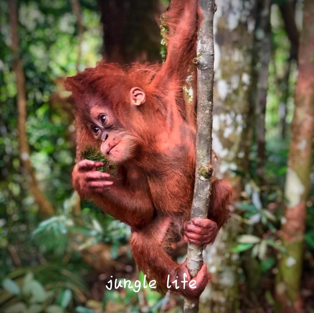 Jungle Life Guest House - Trekking & Transport Only Book With Us Bukit Lawang Exterior photo