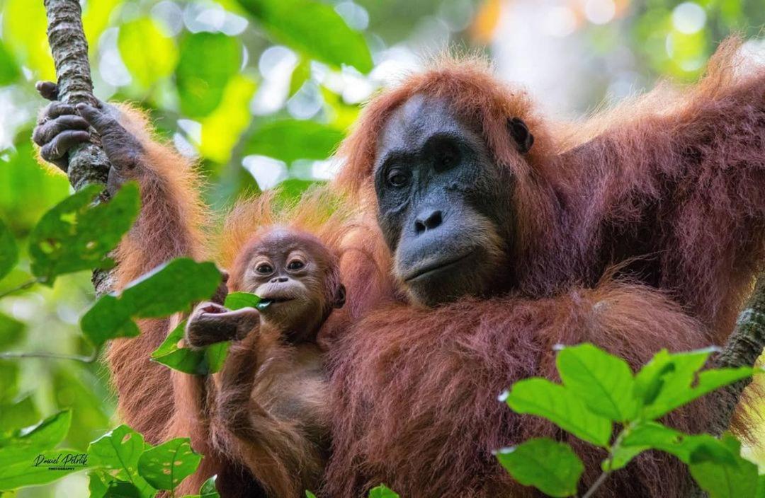 Jungle Life Guest House - Trekking & Transport Only Book With Us Bukit Lawang Exterior photo
