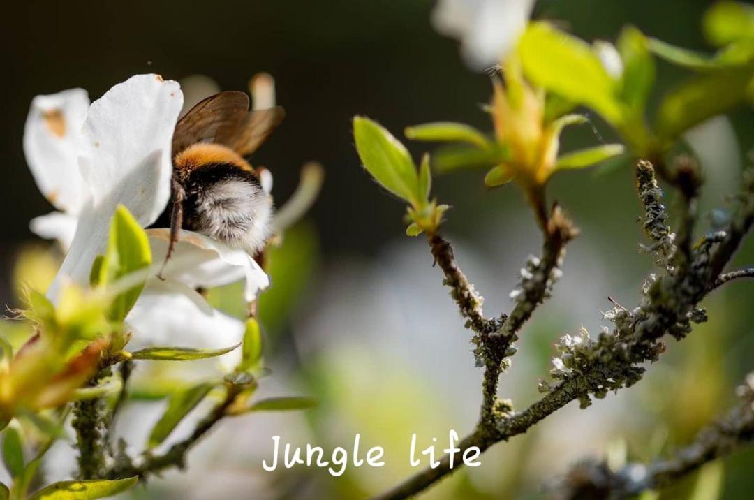 Jungle Life Guest House - Trekking & Transport Only Book With Us Bukit Lawang Exterior photo