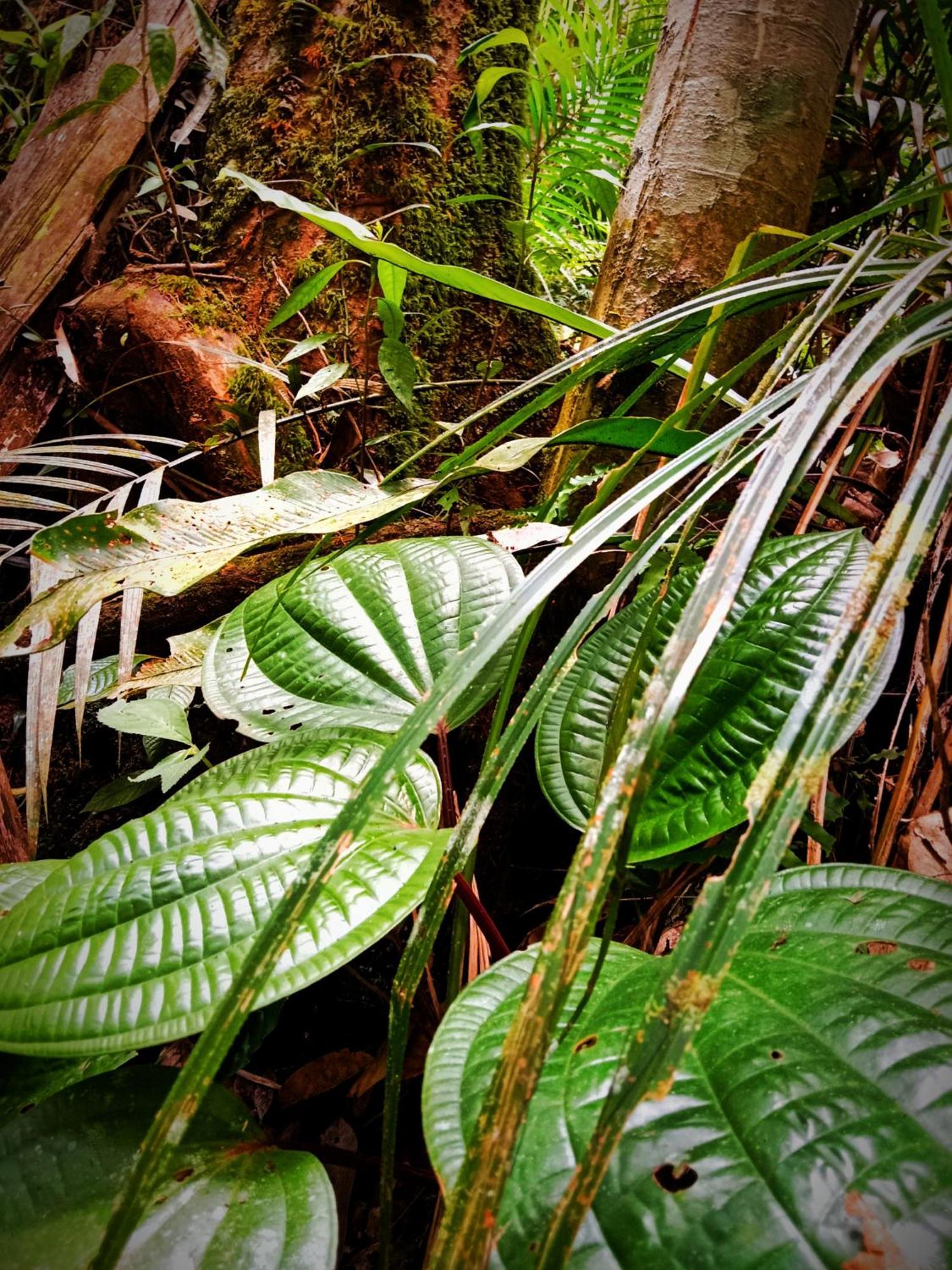 Jungle Life Guest House - Trekking & Transport Only Book With Us Bukit Lawang Exterior photo