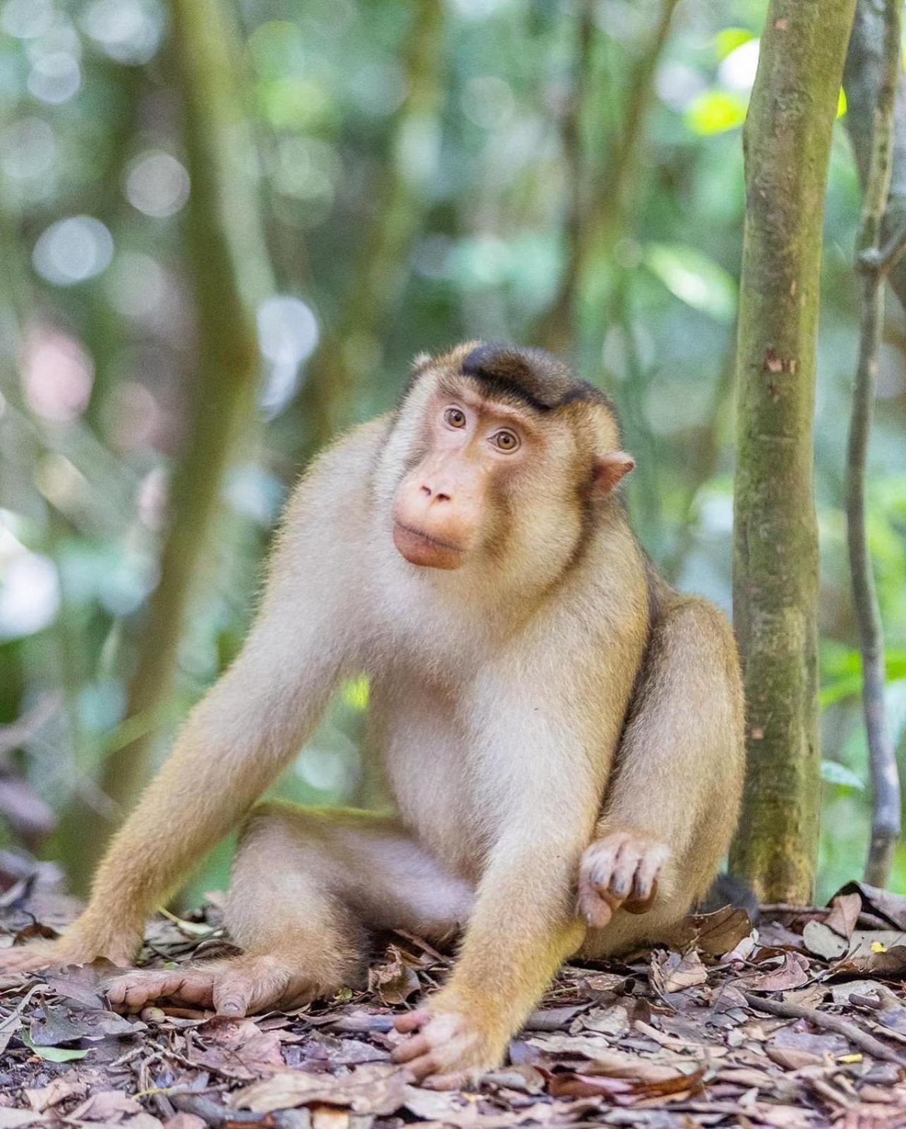 Jungle Life Guest House - Trekking & Transport Only Book With Us Bukit Lawang Exterior photo